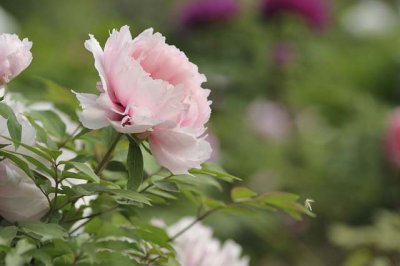 ​情侣间甜甜的话（精选85句）