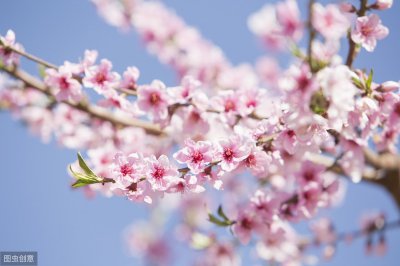​六首赞美桃花盛开的诗句，春意正浓，花开正盛