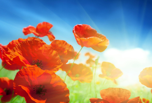 1689536497408500.png image.png