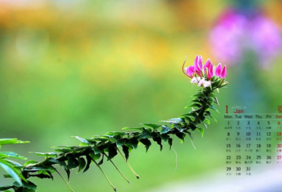 ​芙蓉楼送辛渐诗句的诗意（芙蓉楼送辛渐诗意简短）