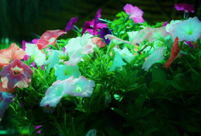 ​写兰花的古诗有哪些（描写兰花的经典诗句）