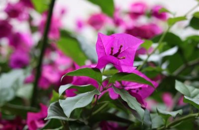 ​描写芭蕉树的优美句子