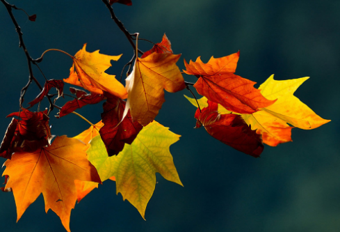 1686200679544007.png image.png