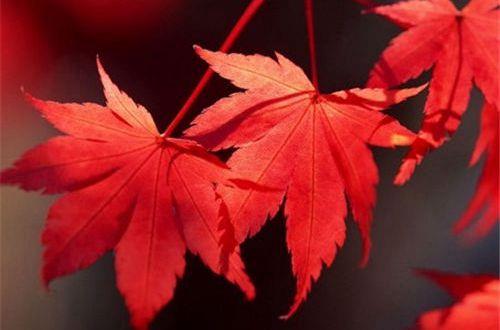生活感悟:经典有气质内涵的句子