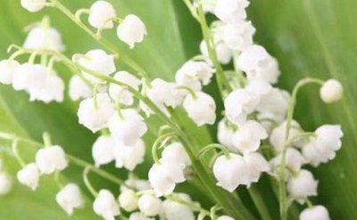 ​描写姐姐的好词好句