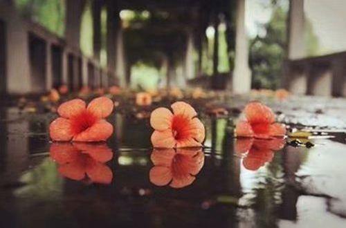 夏天夜晚的优美句子