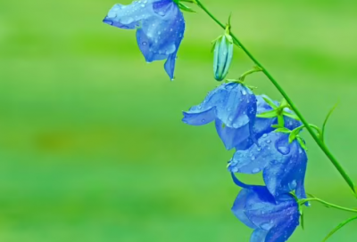​春节唯美古诗词12首,诗意春节,过年必读