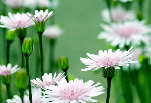 1691677189114946.png image.png