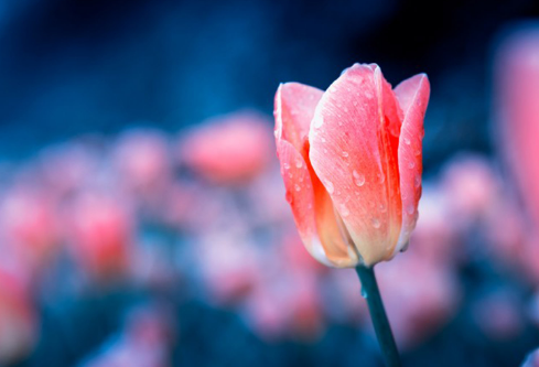 1691680503131552.png image.png