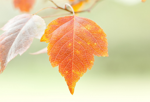1691681108286978.png image.png