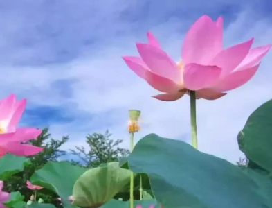 ​给小朋友们的生日祝福语-52句