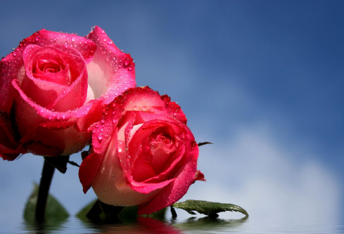 1691686426531528.png image.png
