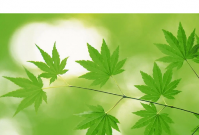 ​吃鸡游戏名字纯英文骚气（小众干净的吃鸡游戏名字纯英文）