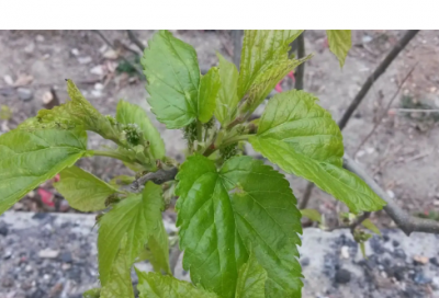 ​好看的天龙八部游戏名字大全（比较有个性的好看的天龙八部游戏名字）