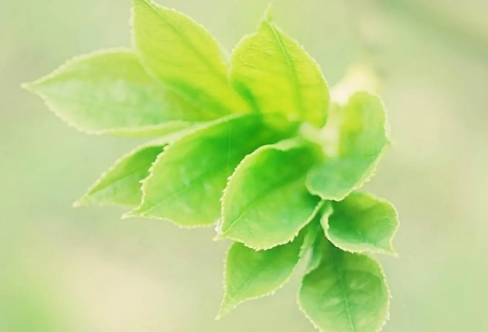 1714151298712305.png image.png