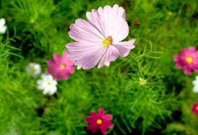 ​情侣昵称可爱专属带符号29个精选